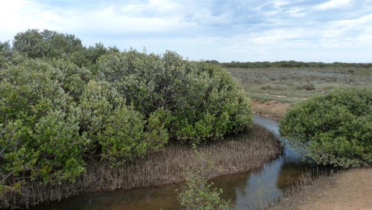 Mangroven bei Arno Bay